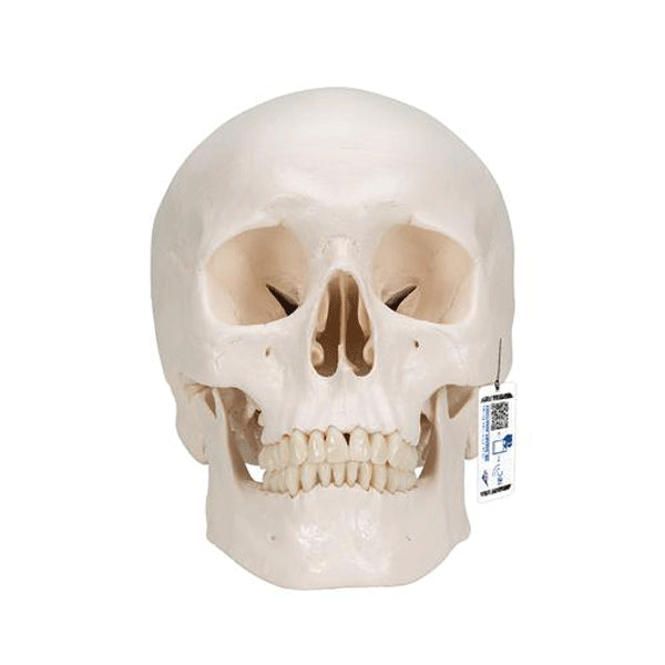 Craniu anatomic uman, 3 componente