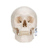 Craniu anatomic uman, 3 componente