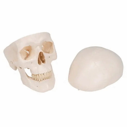 Craniu anatomic uman, 3 componente