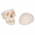 Craniu anatomic uman, 3 componente