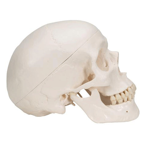 Craniu anatomic uman, 3 componente 3