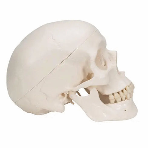 Craniu anatomic uman, 3 componente