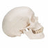 Craniu anatomic uman, 3 componente