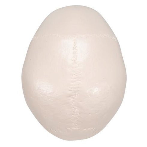 Craniu anatomic uman, 3 componente 6