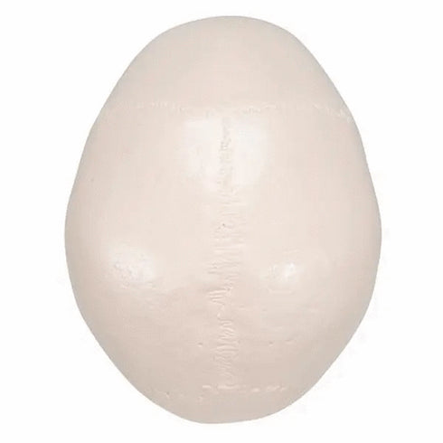 Craniu anatomic uman, 3 componente