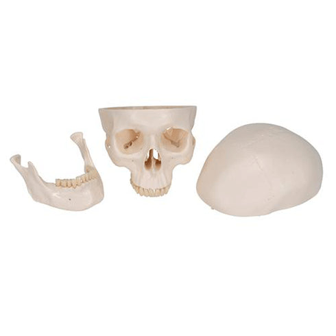 Craniu anatomic uman, 3 componente 4