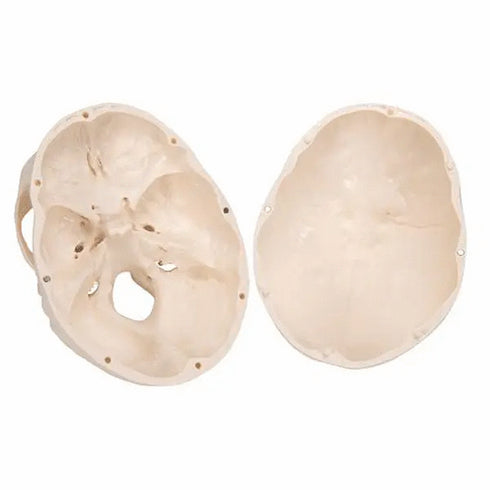 Craniu anatomic uman, 3 componente