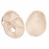 Craniu anatomic uman, 3 componente