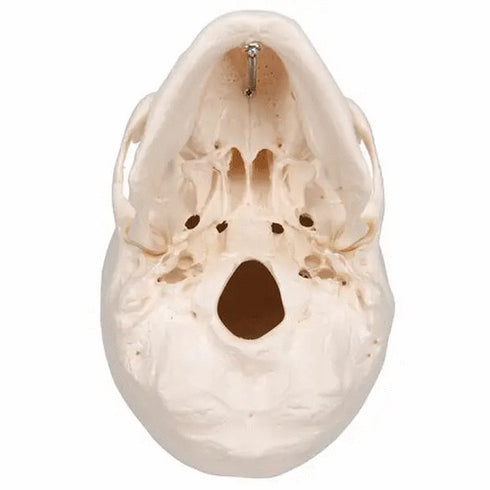 Craniu anatomic uman, 3 componente