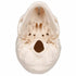Craniu anatomic uman, 3 componente