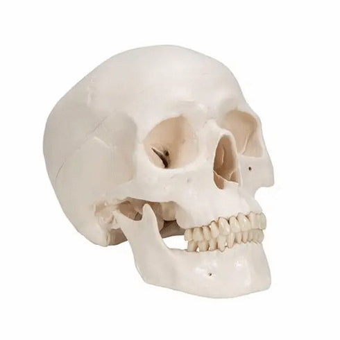 Craniu anatomic uman, 3 componente