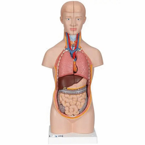 Mini tors anatomic uman, 12 componente