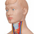 Mini tors anatomic uman, 12 componente