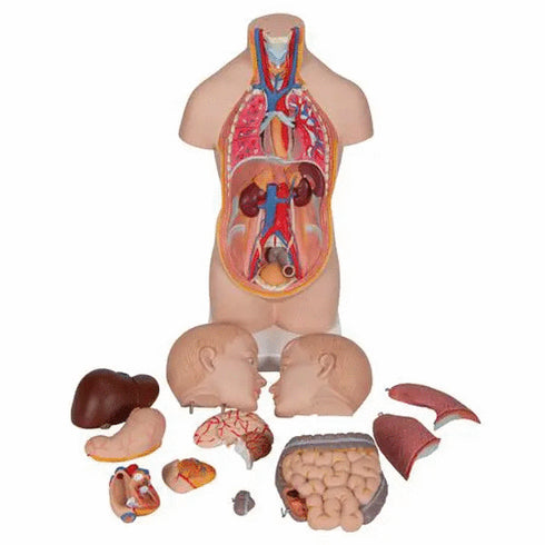 Mini tors anatomic uman, 12 componente