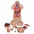 Mini tors anatomic uman, 12 componente