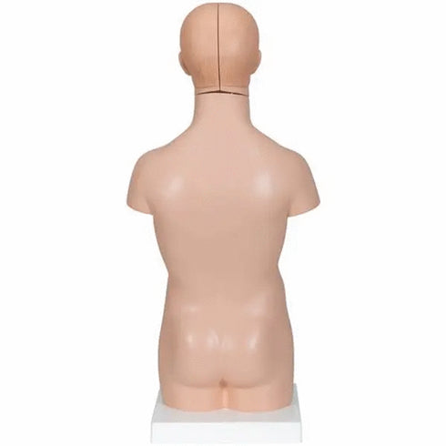 Mini tors anatomic uman, 12 componente