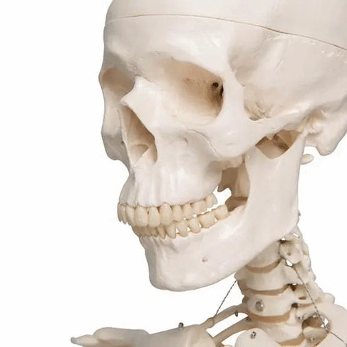 Schelet anatomic uman, model Stan, cu suport mobil