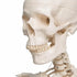 Schelet anatomic uman, model Stan, cu suport mobil