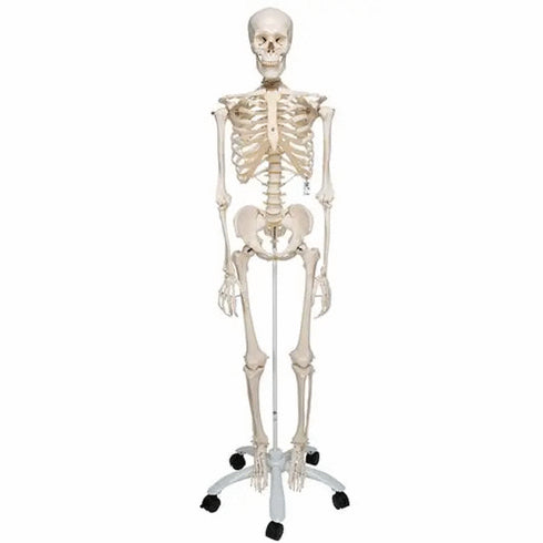 Schelet anatomic uman, model Stan, cu suport mobil