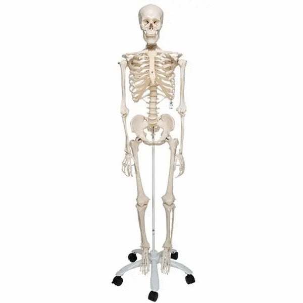 Schelet anatomic uman, model Stan, cu suport mobil