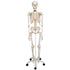 Schelet anatomic uman, model Stan, cu suport mobil