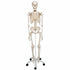 Schelet anatomic uman, model Stan, cu suport mobil