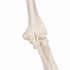 Schelet anatomic uman, model Stan, cu suport mobil