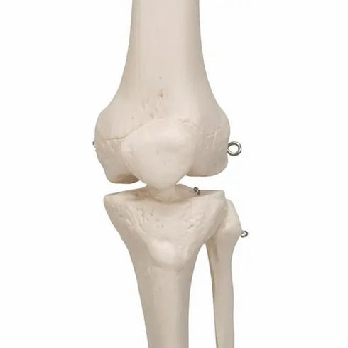 Schelet anatomic uman, model Stan, cu suport mobil