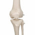 Schelet anatomic uman, model Stan, cu suport mobil