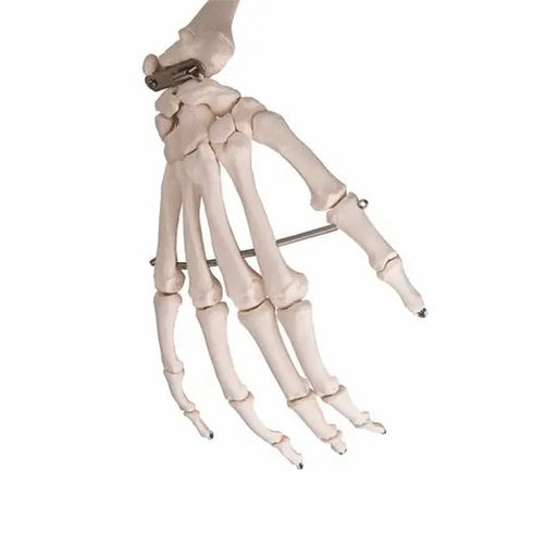Schelet anatomic uman, model Stan, cu suport mobil