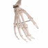Schelet anatomic uman, model Stan, cu suport mobil