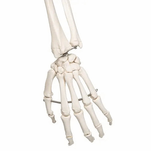 Schelet anatomic uman, model Stan, cu suport mobil