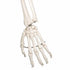 Schelet anatomic uman, model Stan, cu suport mobil