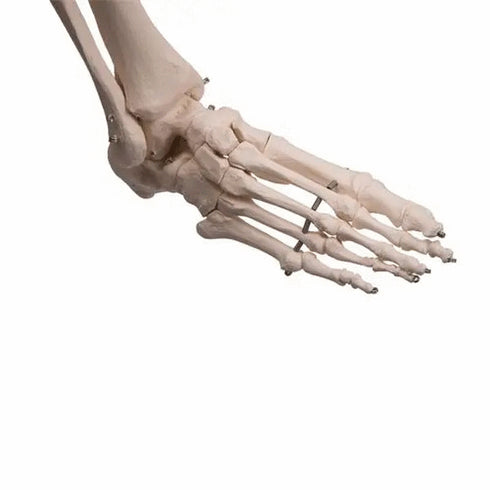 Schelet anatomic uman, model Stan, cu suport mobil