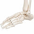Schelet anatomic uman, model Stan, cu suport mobil