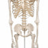 Schelet anatomic uman, model Stan, cu suport mobil