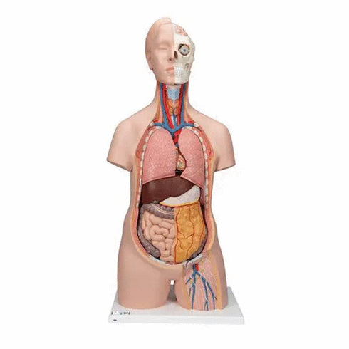 Tors anatomic uman, 12 componente