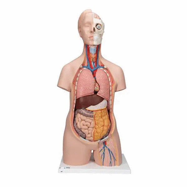 Tors anatomic uman, 12 componente