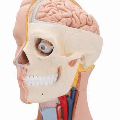 Tors anatomic uman, 12 componente