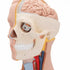 Tors anatomic uman, 12 componente