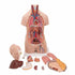 Tors anatomic uman, 12 componente