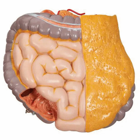 Tors anatomic uman, 12 componente
