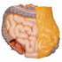 Tors anatomic uman, 12 componente
