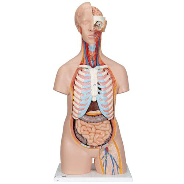 Tors anatomic uman, 16 componente