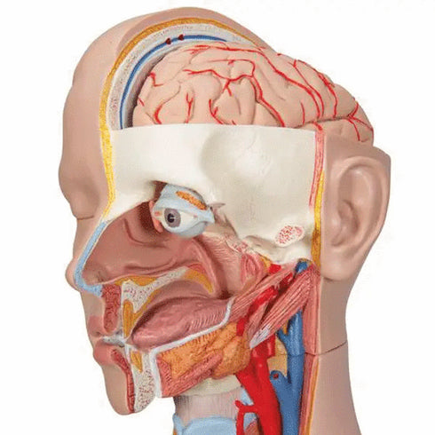 Tors anatomic uman, 16 componente