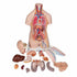 Tors anatomic uman, 16 componente