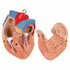 Tors anatomic uman, 16 componente