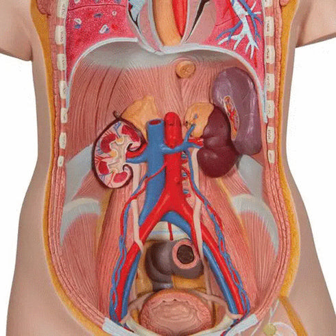 Tors anatomic uman, 16 componente
