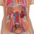 Tors anatomic uman, 16 componente