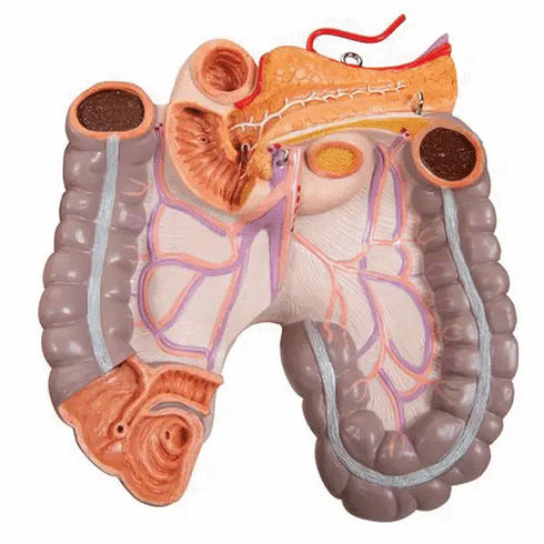 Tors anatomic uman, 16 componente
